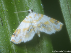 Musotima