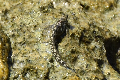Leaping rockskipper (Alticus arnoldorum) — Blenniidae — 5
