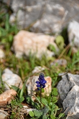 Hyacinthella hispida