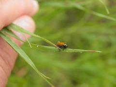 Labidostomis longimana