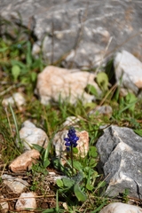 Hyacinthella hispida
