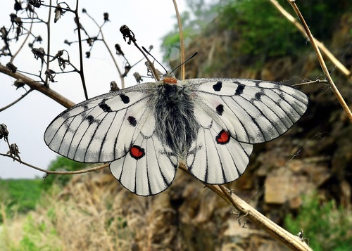 Parnassius bremeri