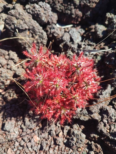 Drosera neocaledonica