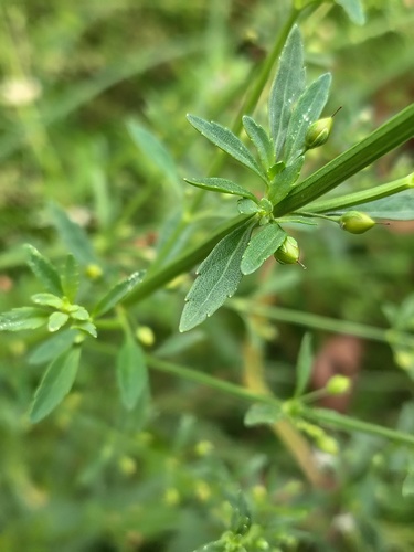 Licorice Weed