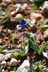 Hyacinthella hispida