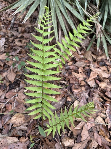 Dryopteris ludoviciana, 2026-02-28