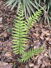 Dryopteris ludoviciana