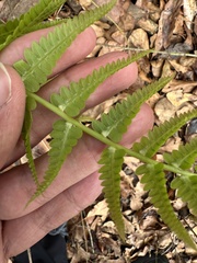 Dryopteris ludoviciana, photograph (c) Ashwin Srinivasan, some rights reserved (CC BY)
