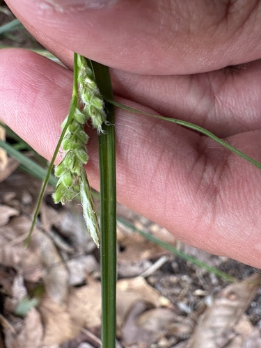 Sandy Woods Sedge (Carex dasycarpa)