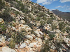 Rhodocoma fruticosa
