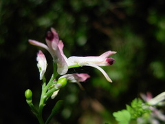 Fumaria bicolor