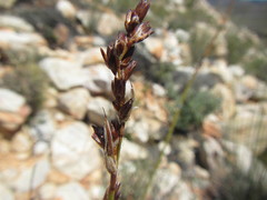 Rhodocoma fruticosa