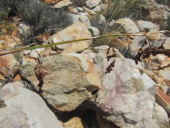 Rhodocoma fruticosa