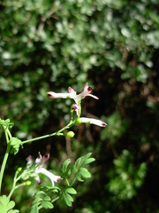 Fumaria bicolor