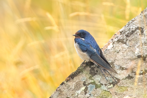 Barn Swallow