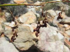 Rhodocoma fruticosa