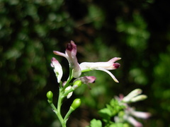 Fumaria bicolor