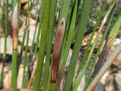 Rhodocoma fruticosa