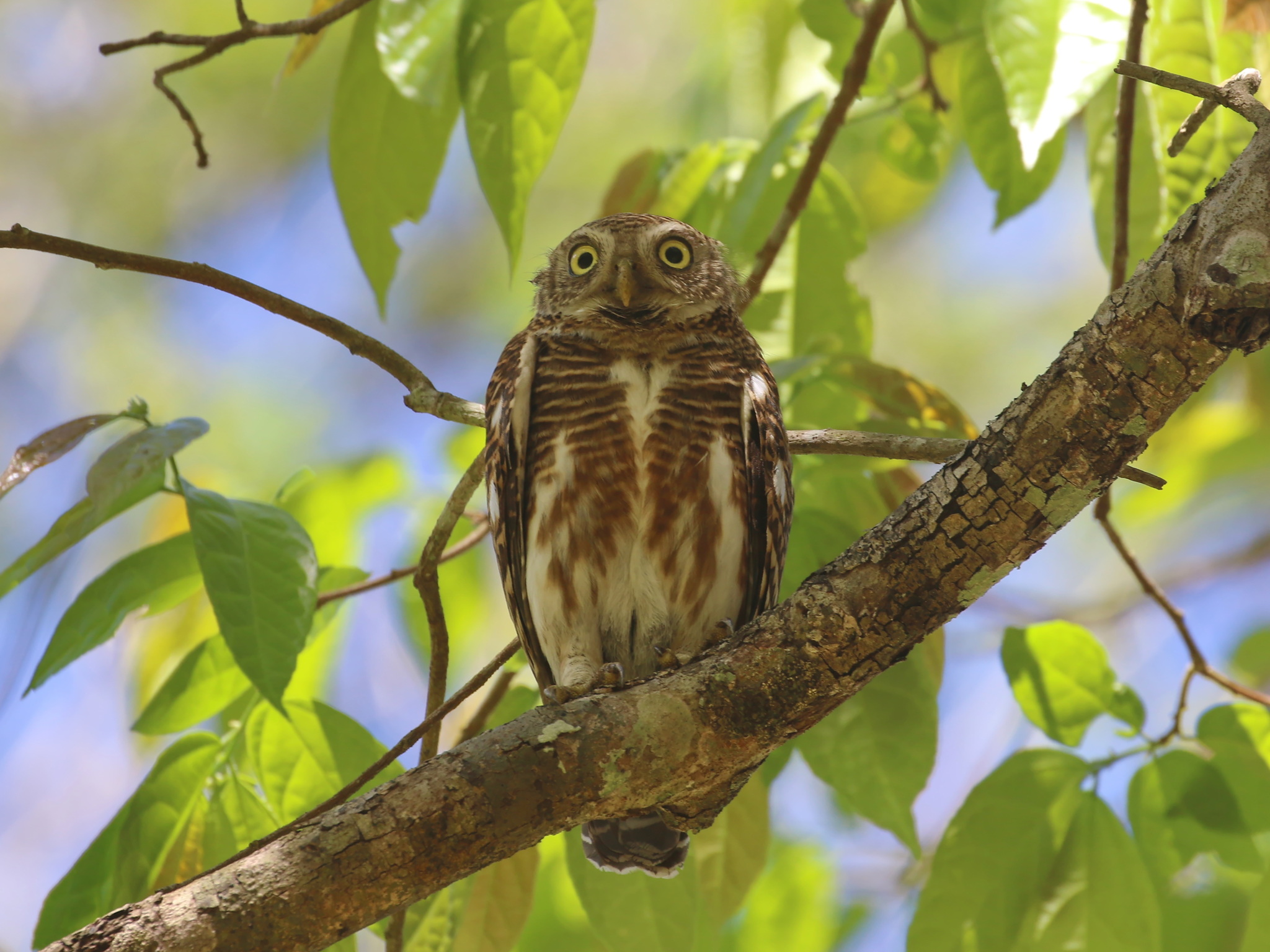 Asian Barred Owlet (Glaucidium cuculoides), photo 9