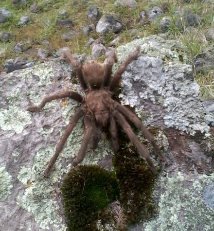 Nayarit Tarantula