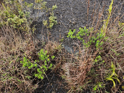 Dubautia ciliolata observed 2026-02-28