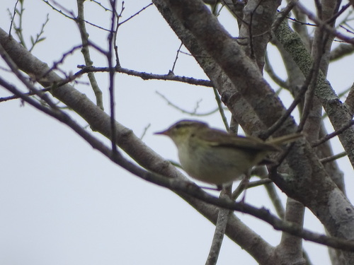 Arctic Warbler (Phylloscopus borealis)