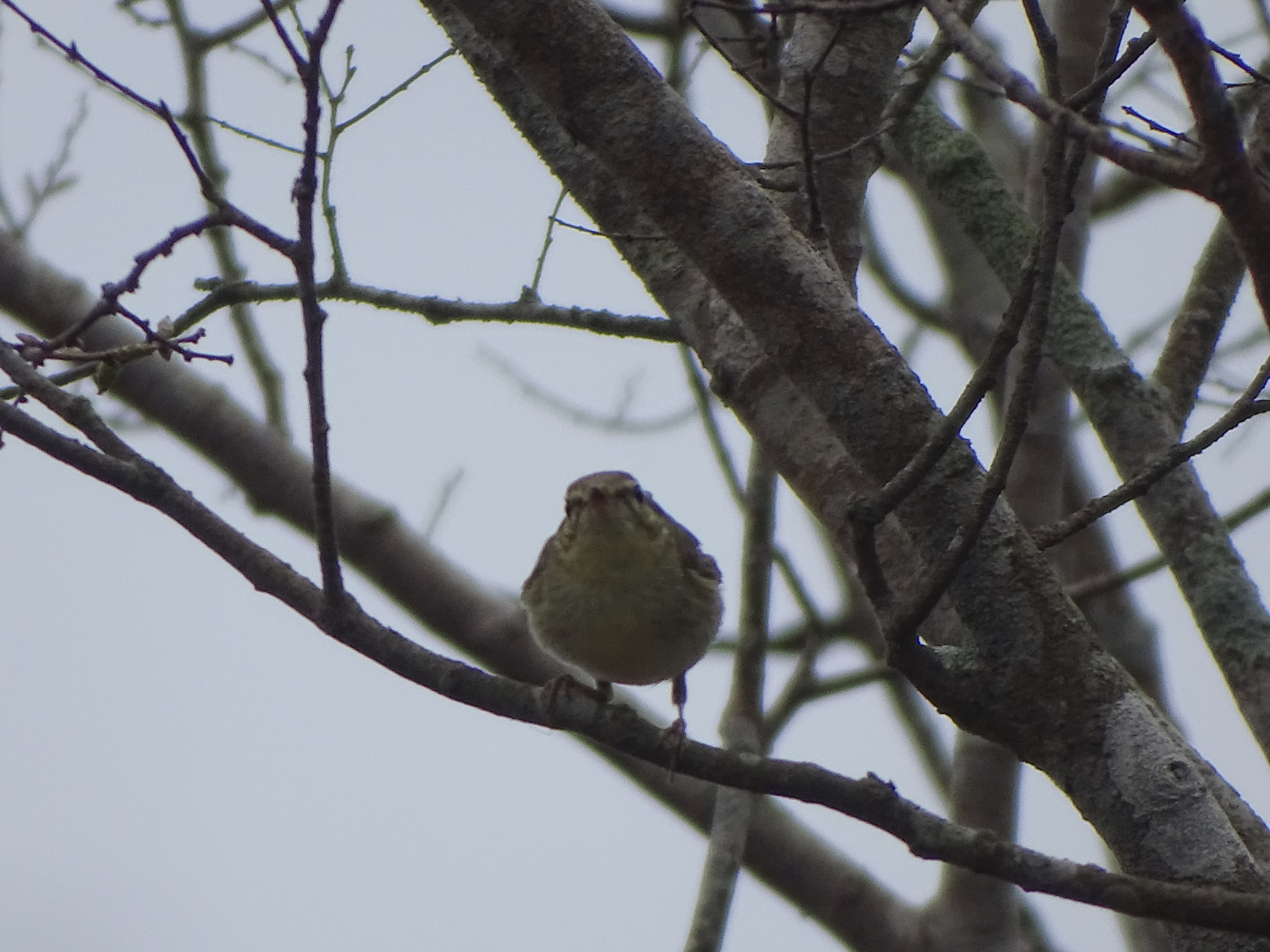 Arctic Warbler (Phylloscopus borealis), photo 2