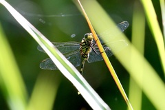 Orthetrum serapia