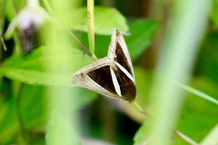 Chalciope alcyona