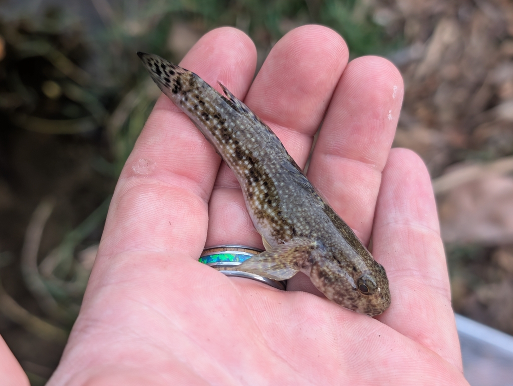 Brownlined Goby