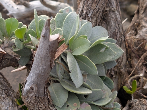 Conocarpus erectus observed 2026-02-28