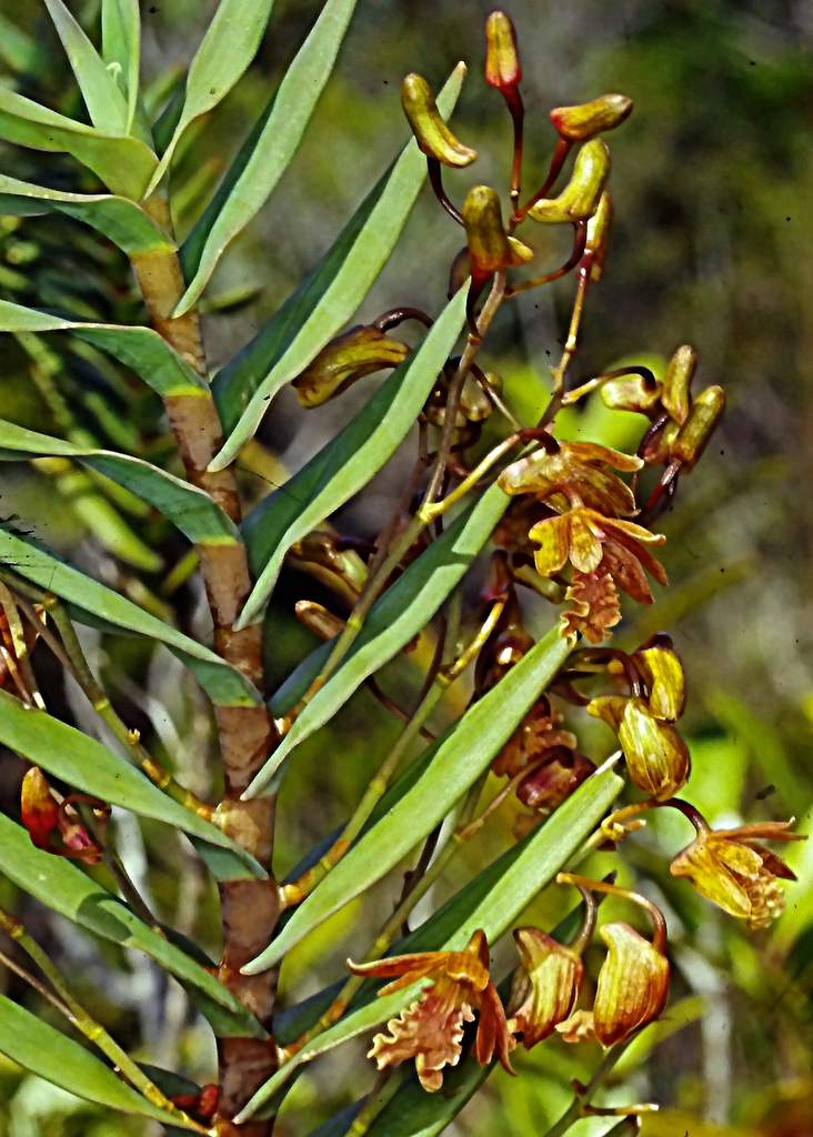 Dendrobium cymatoleguum Schltr. 2