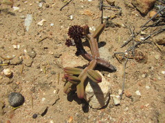 Crassula pyramidalis