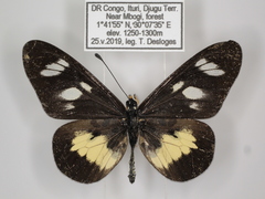 Acraea ntebiae