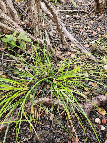 Carex wahuensis observed 2026-02-28