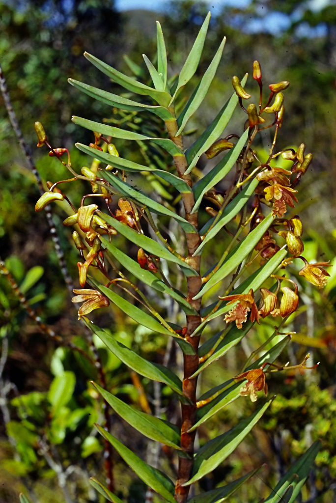 Dendrobium cymatoleguum Schltr. 3
