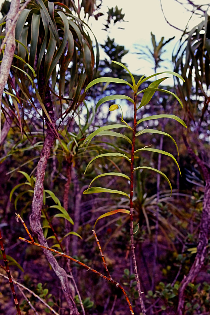 Dendrobium cymatoleguum Schltr. 4