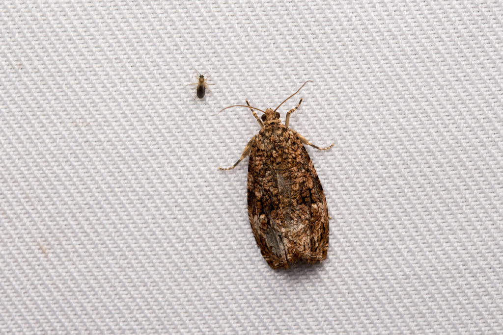 Phaecasiophora fernaldana