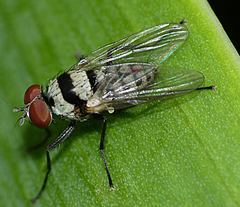 Anthomyia vicarians