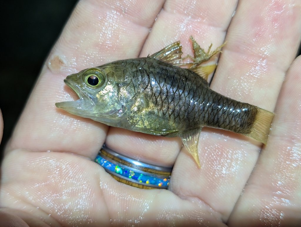 Weed cardinalfish