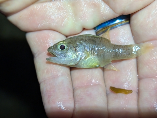 Foa brachygramma observed 2026-02-28