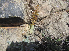 Crassula hemisphaerica