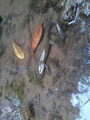 Michoacan Stream Salamander photo 5