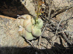 Crassula hemisphaerica