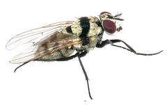 Anthomyia vicarians