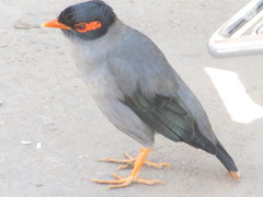 Acridotheres ginginianus