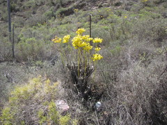 Tylecodon cacalioides