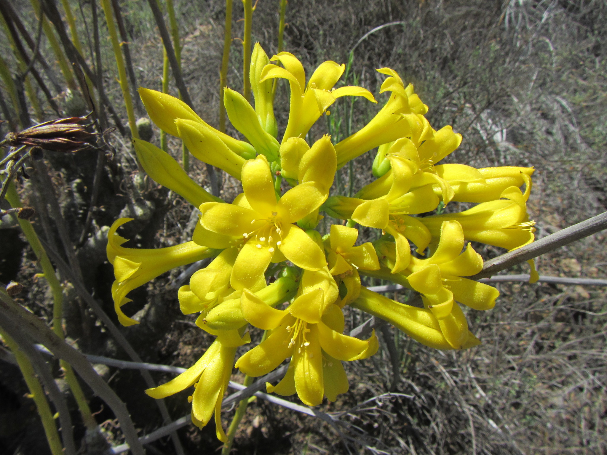 Tylecodon cacalioides 3