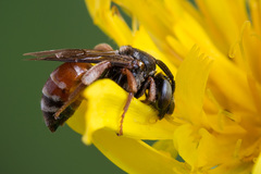 Epeoloides coecutiens