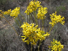Tylecodon cacalioides